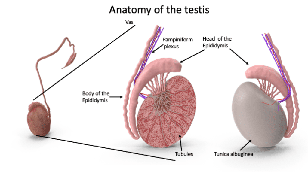 Male infertility